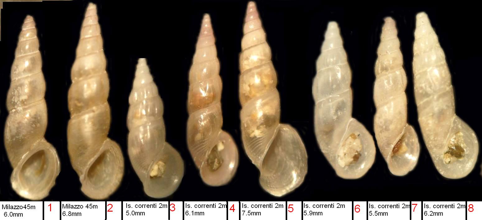 rissoa angustior- auriscalpium